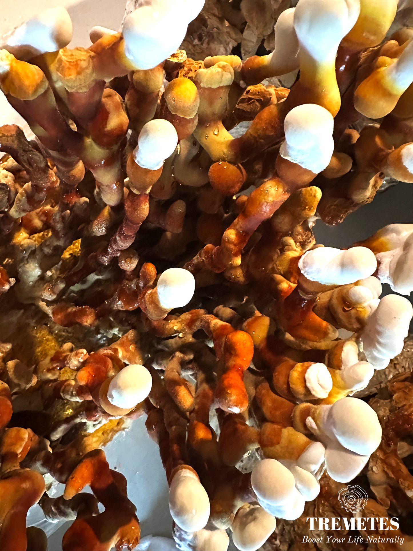 Tremetes Antler Reishi Fruiting Body | 37.8% Beta-Glucans (Lab Verified) | No Extracts, No Fillers, No Additives | Encourages Calm, Vitality & Enduring Well-Being