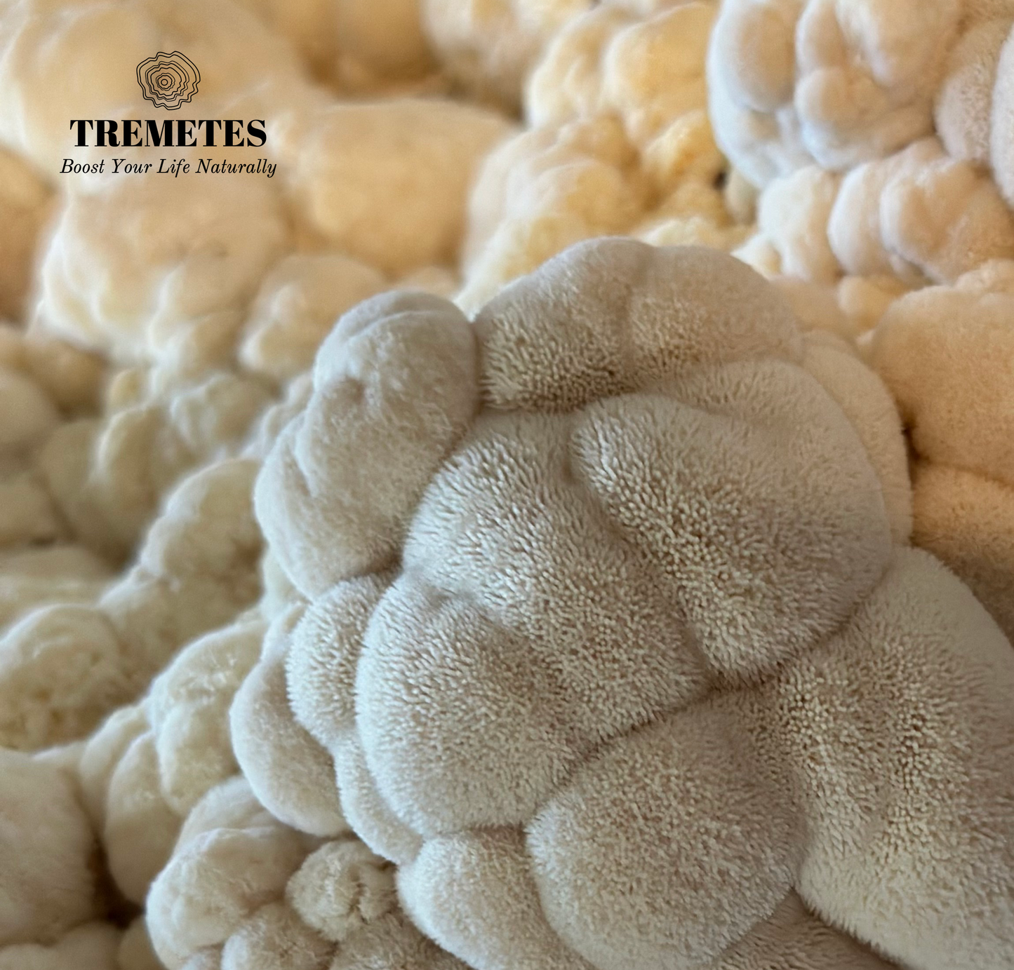 Tremetes Lion's Mane Fruiting Body Powder | 15.3% Beta-Glucans (Lab Verified) | No Extracts, No Fillers, No Additives | Supports Overall Brain Function and Nervous System Health